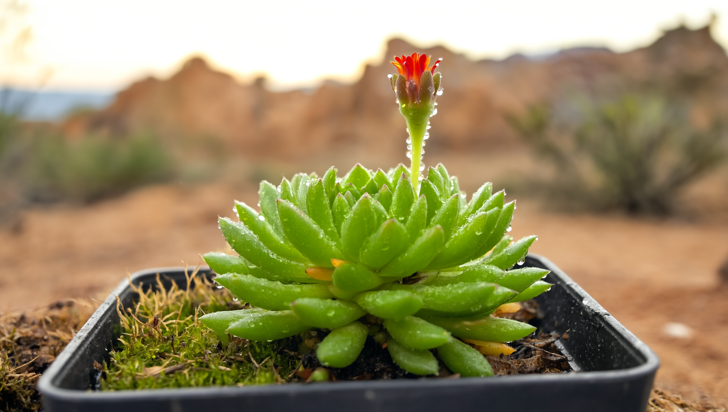 Planta de Hielo o Rayo de Sol