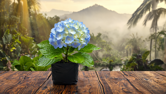 HORTENCIA AZUL